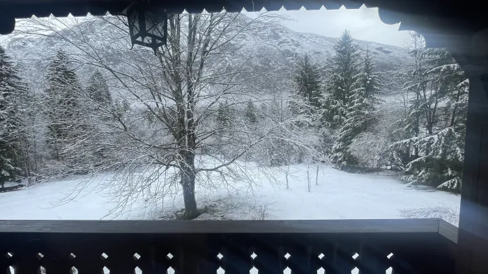 A single snow-covered tree framed beneath the cabin's eaves