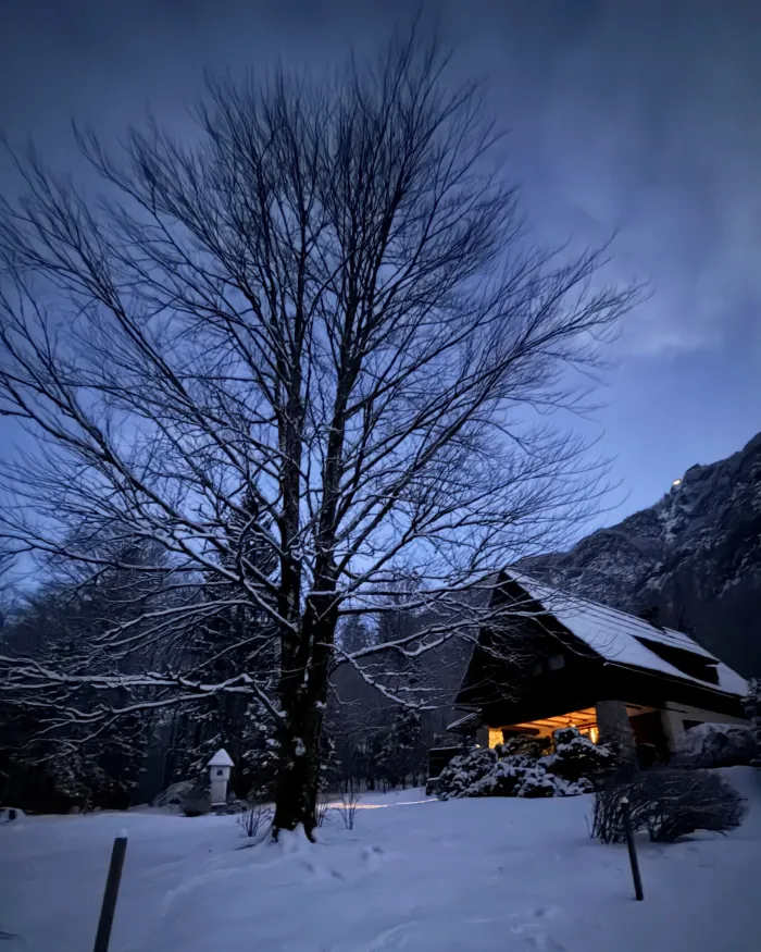 Red Beech Cabin at dusk, snow-covered trees framing the warmly lit windows