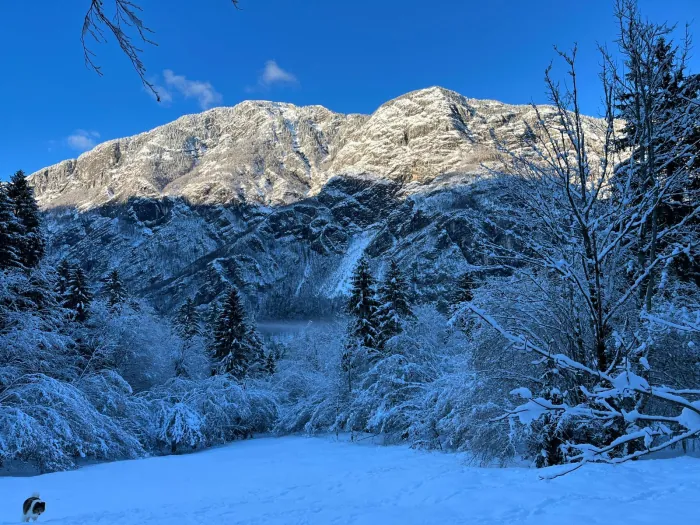 Snow-laden forest and mountains near Lake Bohinj